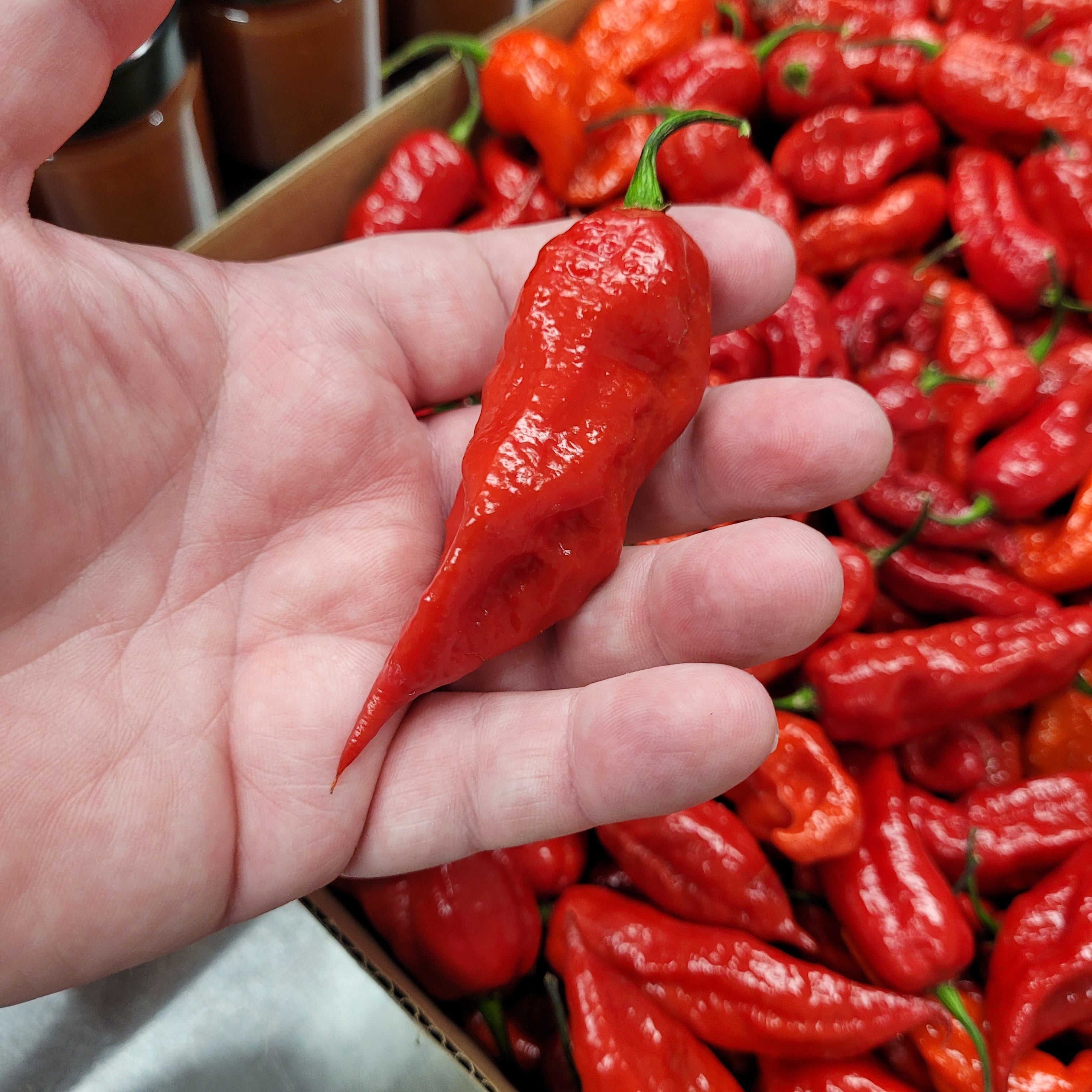 Dragon Wing Tonic 100 mL