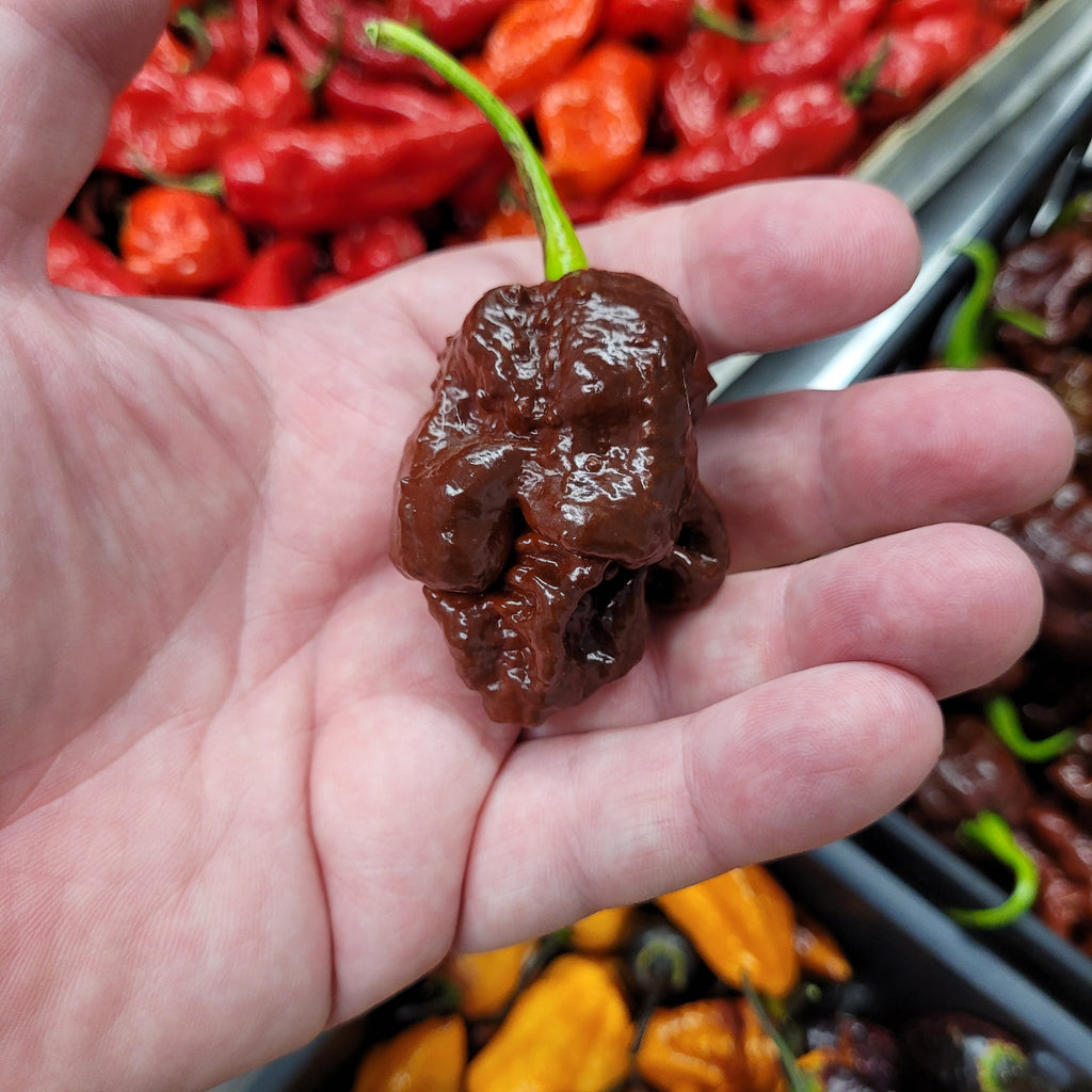 Dragon Wing Tonic 100 mL